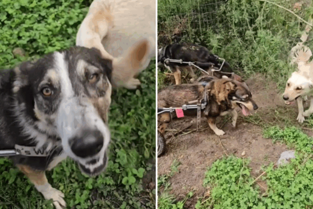 O coração derrete como cães paralisados ​​vivem suas 'melhores vidas' juntas



