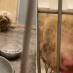 O desgosto de encontrar cães 'deitado no topo' de seu dono uma semana depois que eles morreram