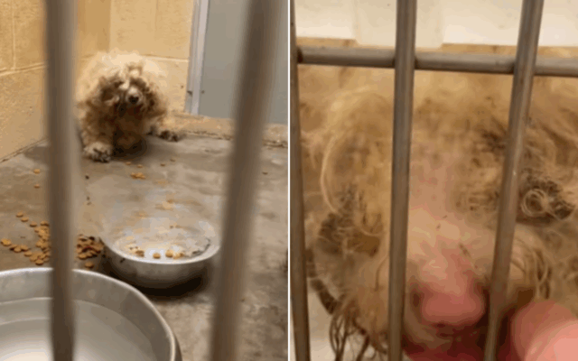 O desgosto de encontrar cães 'deitado no topo' de seu dono uma semana depois que eles morreram



