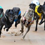 Greyhound Racing