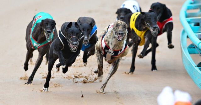 Greyhound Racing