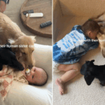 O 'maior medo' de uma nova mãe é apresentar seu bebê a ambos os cães-choques de reação