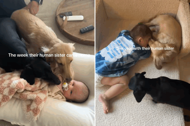 O 'maior medo' de uma nova mãe é apresentar seu bebê a ambos os cães-choques de reação



