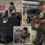 O momento selvagem Gad Wrangler reflete casualmente o python de 20 metros do lixo de Los Angeles