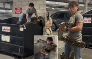 O momento selvagem Gad Wrangler reflete casualmente o python de 20 metros do lixo de Los Angeles O momento selvagem Gad Wrangler reflete casualmente o python de 20 metros do lixo de Los Angeles