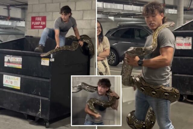 O momento selvagem Gad Wrangler reflete casualmente o python de 20 metros do lixo de Los Angeles

