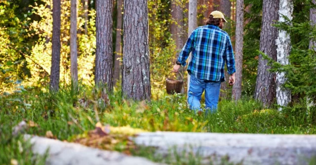 O ouro da floresta já está esperando. A temporada de cogumelos começou

