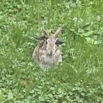 Em julho, um morador de Minnesota publicou uma foto de um coelho local infectado com o vírus da Cottontail Papilloma