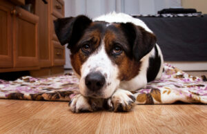 O proprietário encontra cães dormindo no chão, histéricos na cama roubados O proprietário encontra cães dormindo no chão, histéricos na cama roubados