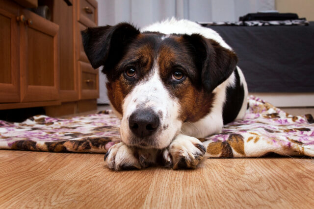 O proprietário encontra cães dormindo no chão, histéricos na cama roubados

