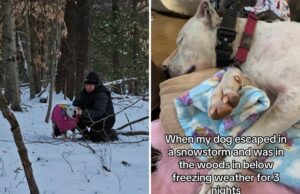 O proprietário verifica o colarinho de GPS e o pânico começa depois que o resgate surdo desaparece na neve O proprietário verifica o colarinho de GPS e o pânico começa depois que o resgate surdo desaparece na neve