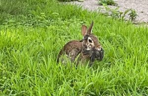 O surgimento de coelhos de Frankenstein, com o rosto de tentáculos, agora ameaça os seres humanos. Os médicos alertam qual estado será o próximo a espalhar a doença. Um usuário do Reddit postou recentemente imagens de um coelho no vírus Shope Papilloma em Saint Paul, Minnesota, no final de julho