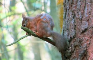 O surgimento de esquilos de ‘pesadelo’ nos quintais dos EUA provocou preocupação O surgimento de esquilos de 'pesadelo' nos quintais dos EUA provocou preocupação