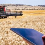 O trigo grande promove o potencial para a produção de cereais
