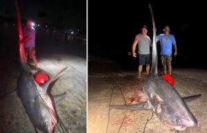 O tubarão de 700 fun capturado na costa de Connecticut pode quebrar o recorde do estado: “Cavala santo” Dois homens posando um grande tubarão que pegaram.