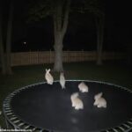 Um vídeo de coelhos que saltam em um trampolim se tornou viral nas mídias sociais com mais de 229 milhões de visualizações. No entanto, agora foi revelado que o vídeo é uma farsa gerada pela IA