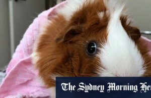 O zoológico dinamarquês pede às pessoas que dêem uma loção para alimentar predadores O zoológico de Aalborg na Dinamarca pediu doações para animais de estimação para seus predadores.