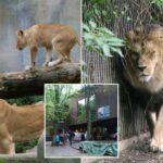 O zoológico dinamarquês pede às pessoas que entregam seus animais como comida para seus predadores