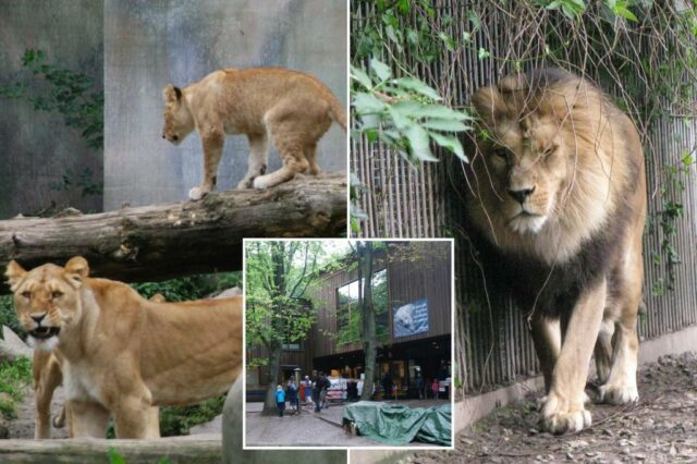 O zoológico dinamarquês pede às pessoas que entregam seus animais como comida para seus predadores

