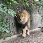O zoológico pede às pessoas que doem animais de estimação indesejados para alimentar predadores e imitar a 'cadeia alimentar natural'.