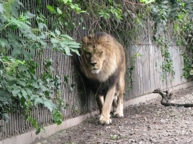 O zoológico pede às pessoas que doem animais de estimação indesejados para alimentar predadores e imitar a 'cadeia alimentar natural'.

