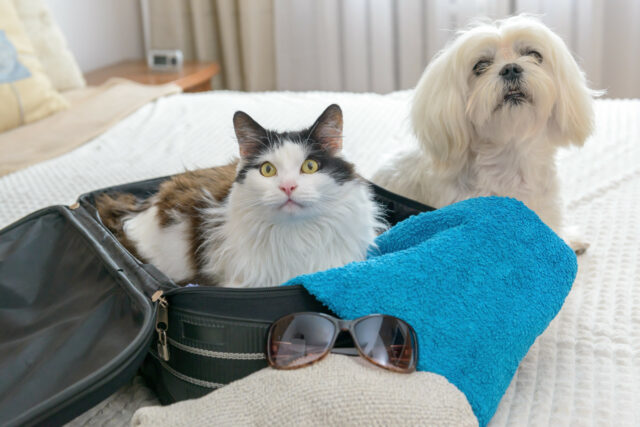 Onde soltar seu animal de estimação quando você sai de férias

