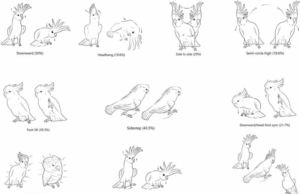 Os cientistas revela como dançar como uma cacatua Os cientistas revela como dançar como uma cacatua