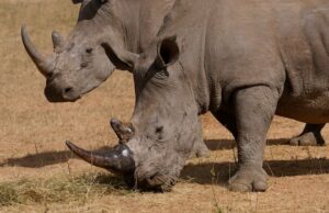 Os conservacionistas dão aos chifres radioativos de rinocerontes para salvá -los de caçadores furtivos Um homem com uma caixa de ferramentas é sobre um rinoceronte tranquilo com uma cobertura sobre os olhos.