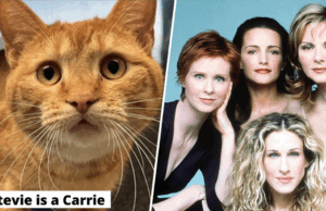 Os gatos da Sociedade Humane do Colorado são categorizados como ‘Sex and the City Personagens’ com resultados hilários Penelope é uma miranda.