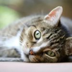 Os gatos podem ajudar a desenvolver tratamento para demência, Alzheimer em humanos: estudar