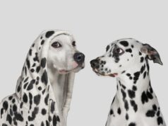 Os imitadores (ainda) têm como alvo empresas com divulgação falsa do TechCrunch Dalmatian dog startled by white dog wearing hoodie with with spots, pretending to be a Dalmatian