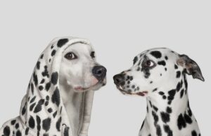 Os imitadores (ainda) têm como alvo empresas com divulgação falsa do TechCrunch Dalmatian dog startled by white dog wearing hoodie with with spots, pretending to be a Dalmatian