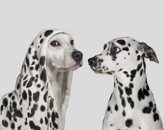 Dalmatian dog startled by white dog wearing hoodie with with spots, pretending to be a Dalmatian