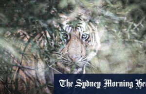 Os moradores dizem que há um comedor de homens desonestos na selva. Tem um gosto pelas pernas direito Villager Rochmat, que usa um nome, exibe as impressões de pata de um suspeito de serial killer.