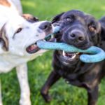 Os nomes de cães mais populares nos EUA