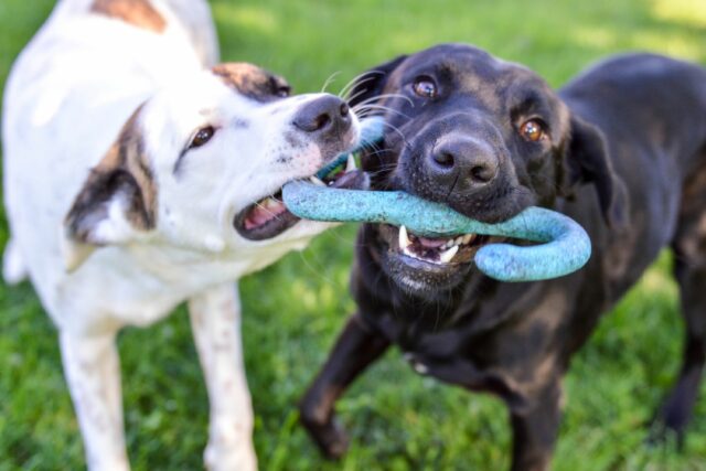 Os nomes de cães mais populares nos EUA



