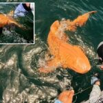 Os pesquisadores acham um tubarão laranja único e brilhante nadando na Costa Rica