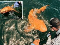 Os pesquisadores acham um tubarão laranja único e brilhante nadando na Costa Rica Os pesquisadores acham um tubarão laranja único e brilhante nadando na Costa Rica