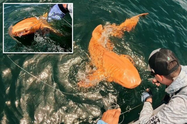 Os pesquisadores acham um tubarão laranja único e brilhante nadando na Costa Rica 

