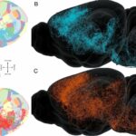 Os cientistas criam mapas de conexão realistas em todo o cérebro através da modelagem digital