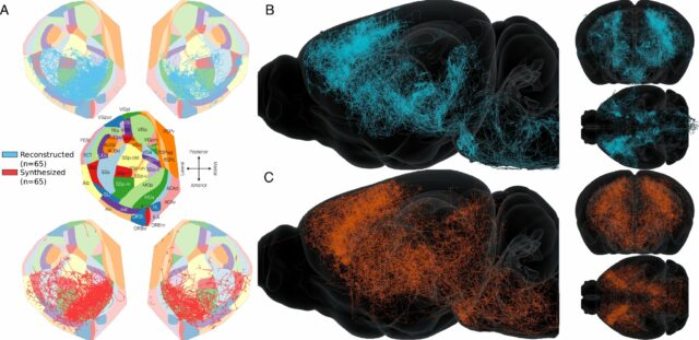 Os cientistas criam mapas de conexão realistas em todo o cérebro através da modelagem digital