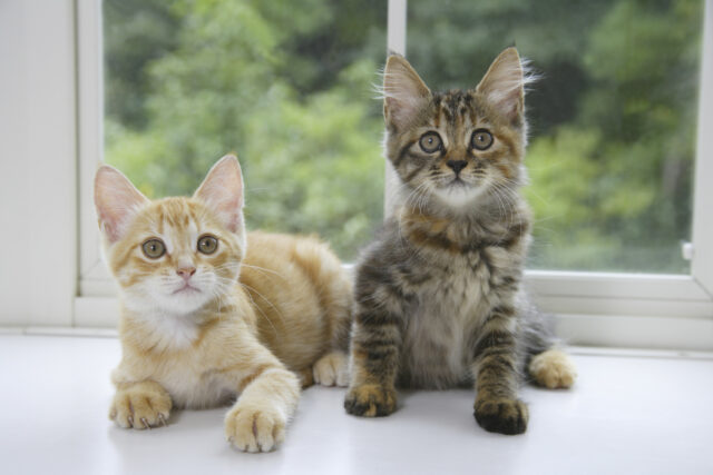 Os proprietários não conseguem entender por que seus gatos continuam interrompendo o sono - então eles percebem



