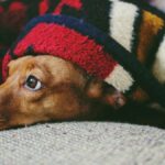 Os revestimentos elétricos mais eficazes para derrotar os meses de inverno legal