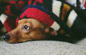 Os revestimentos elétricos mais eficazes para derrotar os meses de inverno legal Os revestimentos elétricos mais eficazes para derrotar os meses de inverno legal