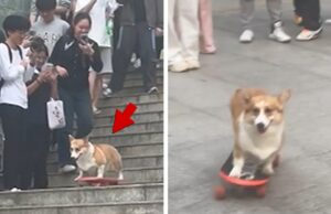 Os skates corgi em uma escada íngreme na frente de uma multidão e na câmera Os skates corgi em uma escada íngreme na frente de uma multidão e na câmera