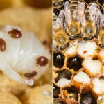 Parasita mortal de abelha -mel detectada em colméias australianas