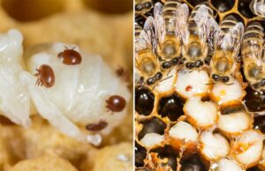 Parasita mortal de abelha -mel detectada em colméias australianas Parasita mortal de abelha -mel detectada em colméias australianas