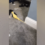 Parrot ajuda as autoridades policiais a revelar um anel de tráfico de drogas, levando a um grande busto