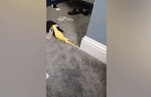 Parrot ajuda as autoridades policiais a revelar um anel de tráfico de drogas, levando a um grande busto Parrot ajuda as autoridades policiais a revelar um anel de tráfico de drogas, levando a um grande busto