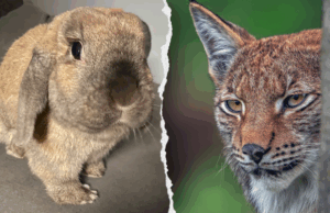 Pedido de zoológico para que presentes de animais de estimação sejam alimentados com animais predadores Pedido de zoológico para que presentes de animais de estimação sejam alimentados com animais predadores